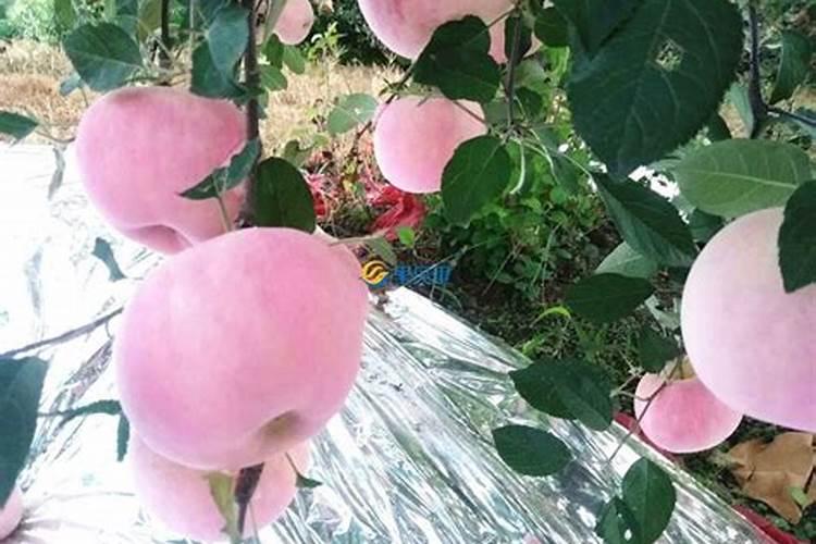 从花店买回来的花怎么在水里养、花店大量鲜花怎么储存