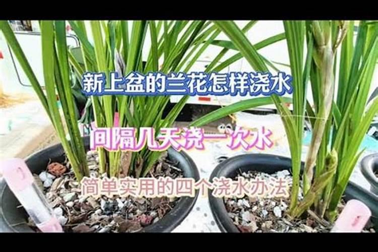 新上盆的兰花多久可以施肥 用什么肥料合适