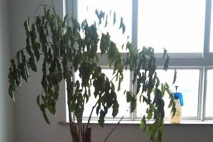 辣椒收获期叶面喷施氮肥可以吗,比例是多少？