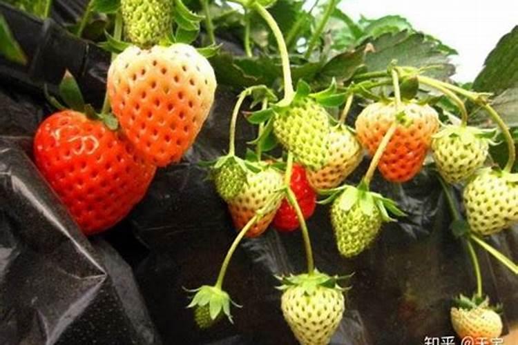 月季过冬这三点重要如何不影响来年开花