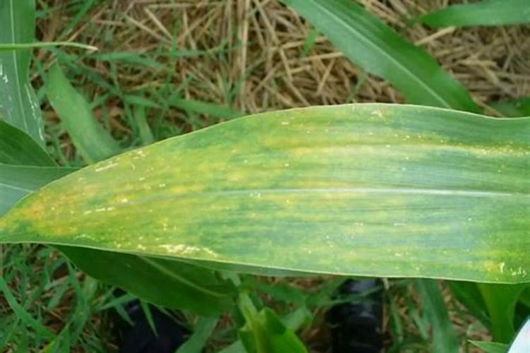 玉米地里稍微黄点叶该怎么办