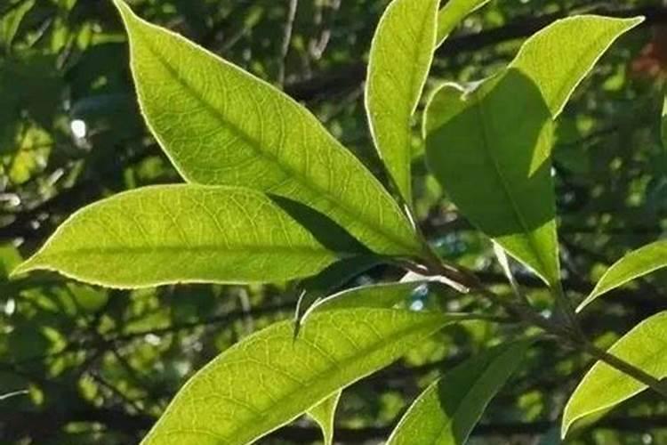 种菜肥料用什么最好