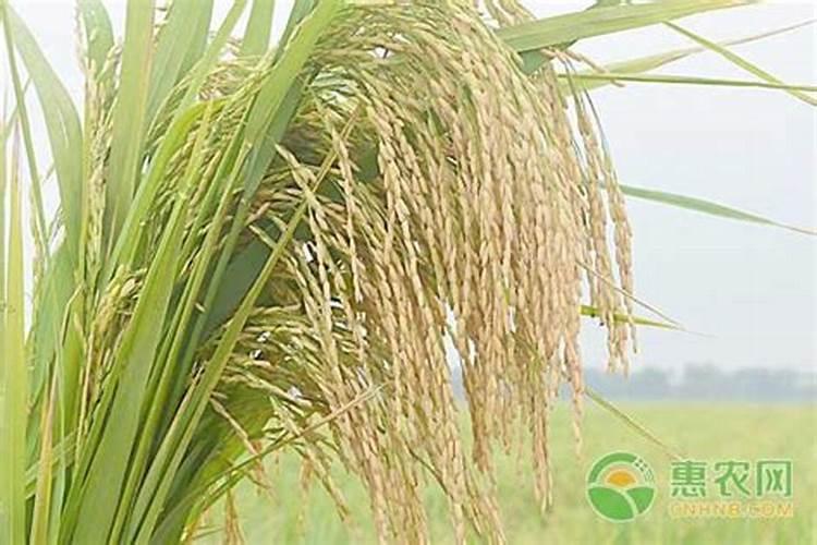 直播水稻施肥量和时间