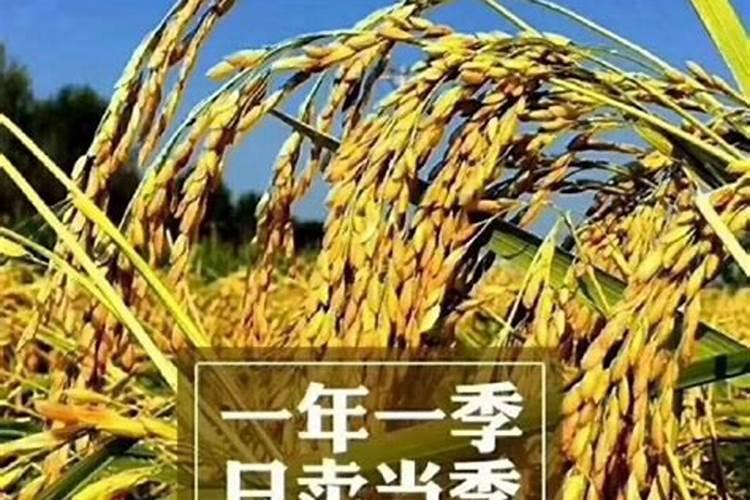 1624水稻品种介绍