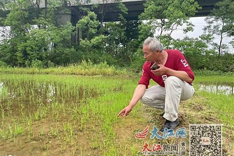 三角梅扦插生根粉和营养液比例是多少？