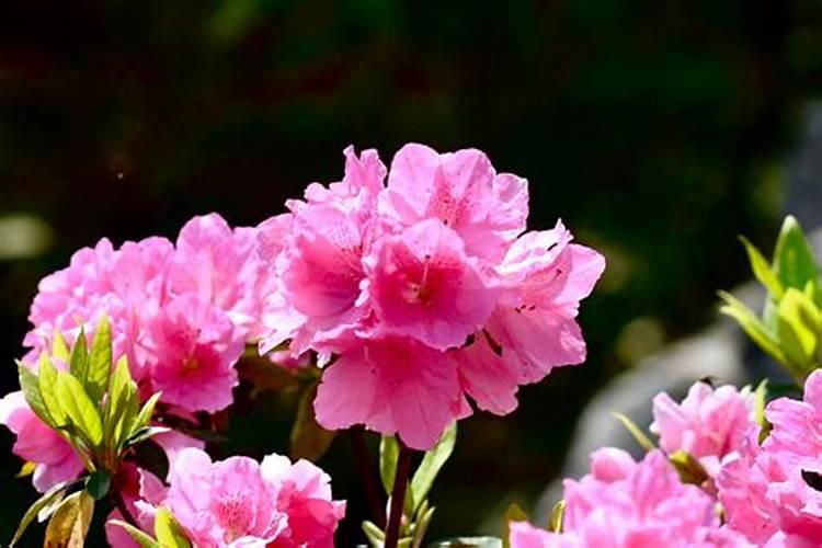 杜鹃花怎么施肥,施什么肥