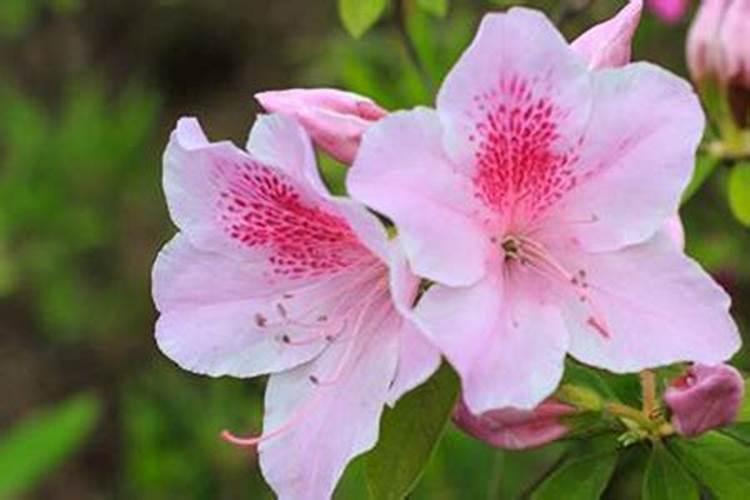 杜鹃花开花时能施肥吗 杜鹃花开花时能不能施肥