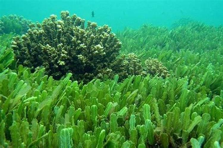 大豆使用氨基酸水溶肥能收获哪些作用成效