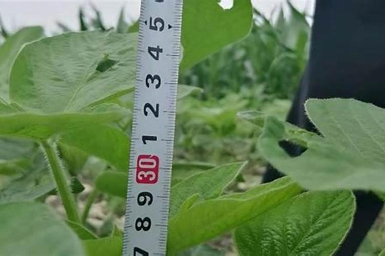 水溶肥十大名牌摩力水溶肥效果极好
