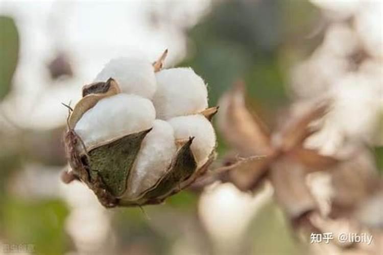 怎样栽花椒树成活率高 方法是什么