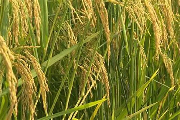 嘎啦苹果树能施含低氯肥料吗