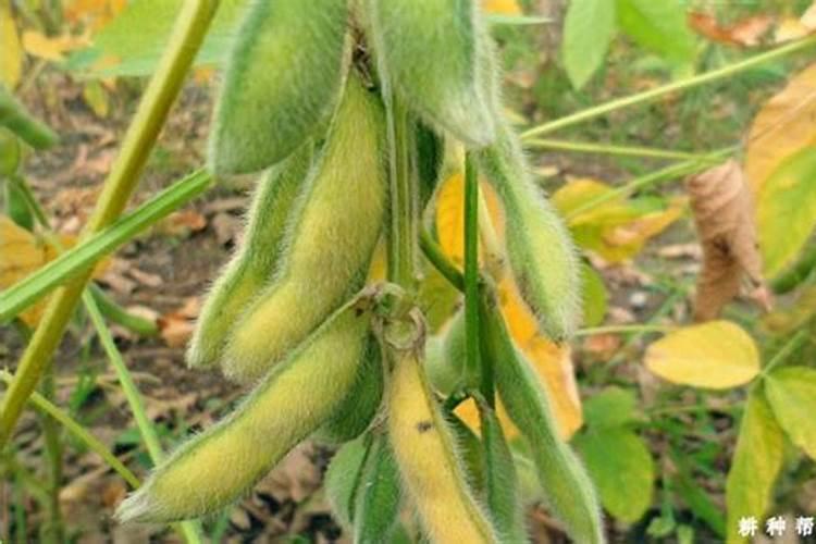 大豆结荚少怎么办 如何提高大豆结荚率