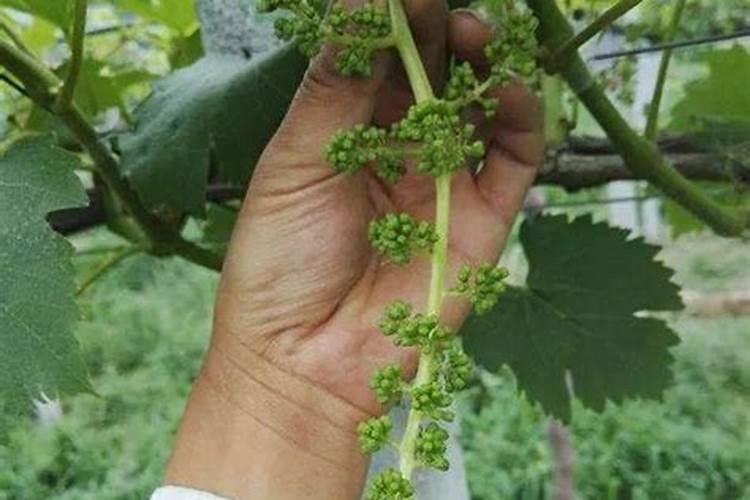 夏黑葡萄第一次保果需要浇肥浇水吗？