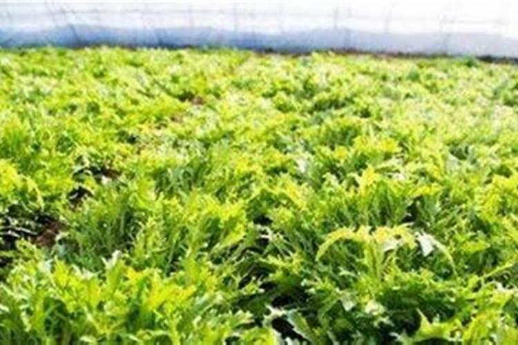 红枫上什么肥料最好