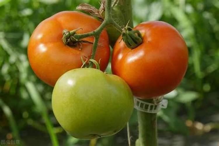 西红柿的种植用什么肥料好