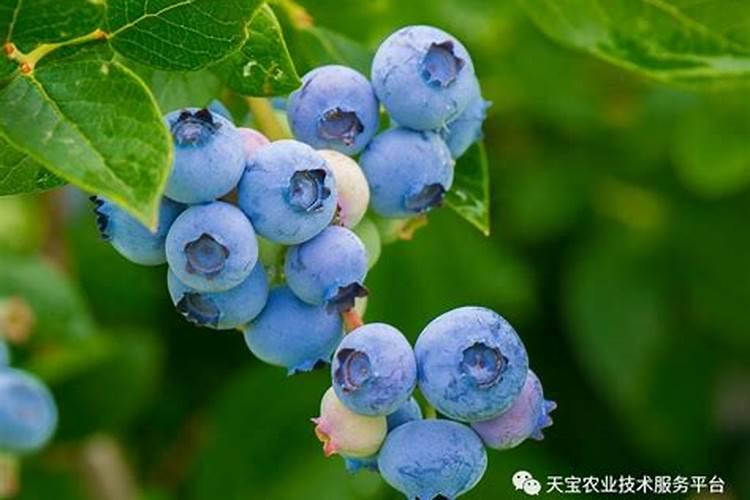 蓝莓的种植方法和时间