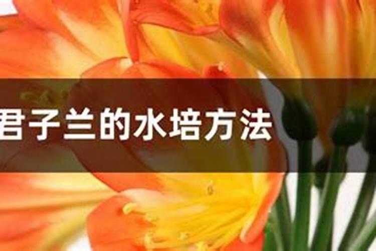 君子兰可以用磷酸二氢钾吗