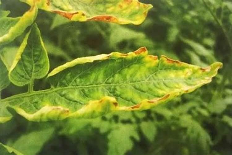 如何掌握水溶肥的使用技巧