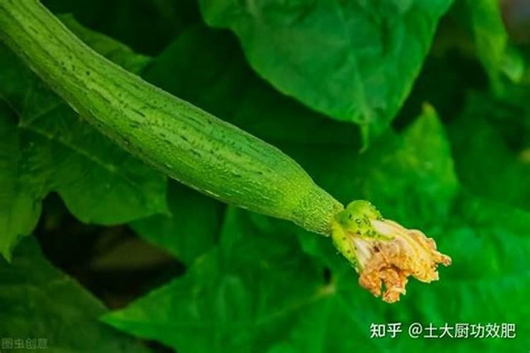 大棚丝瓜该如何种植？怎样才能提高产量？