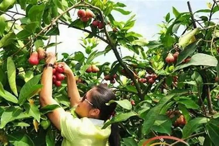莲雾生长在什么地方
