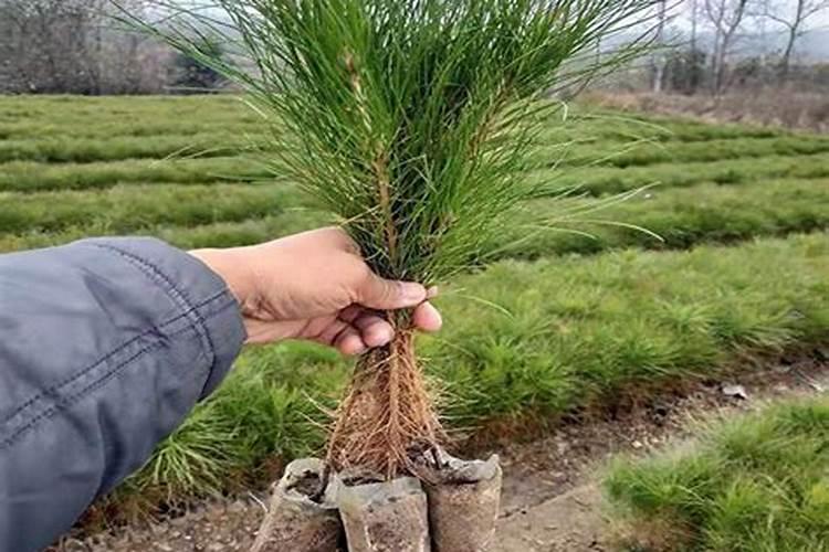 让松树枝叶黑绿用什么肥料