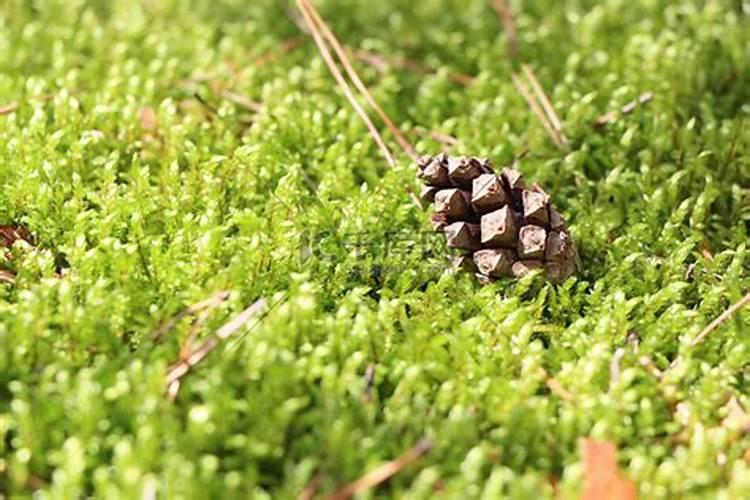 松树受除草剂药害