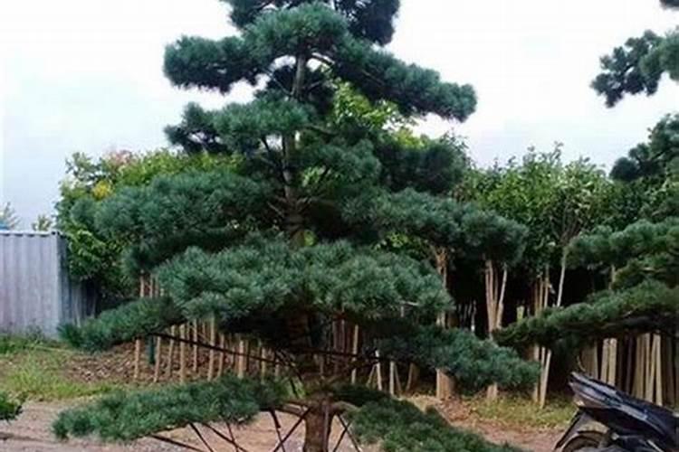 室外松树因伤根针叶发黄了,怎么办