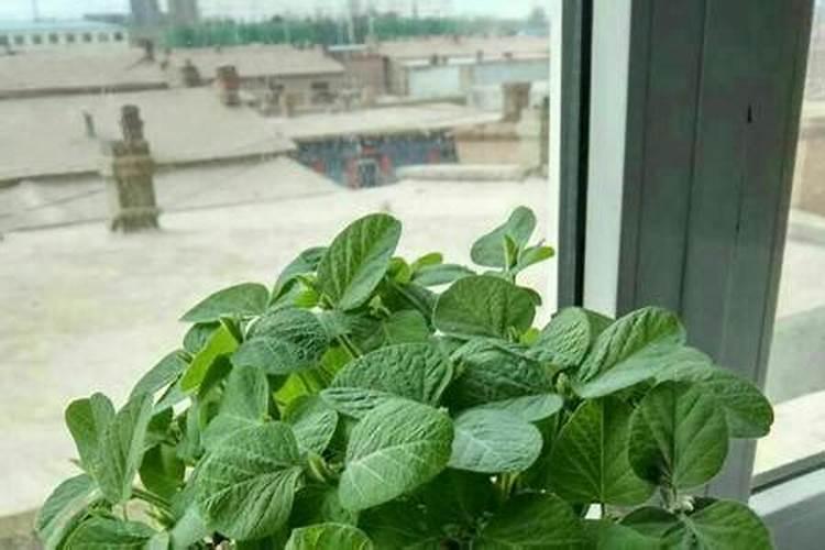 毛豆如何一年四季种植