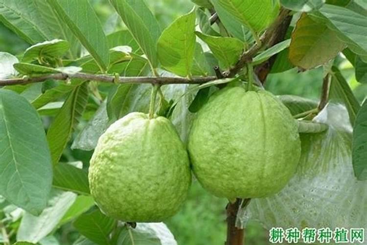 四季桔怎么养