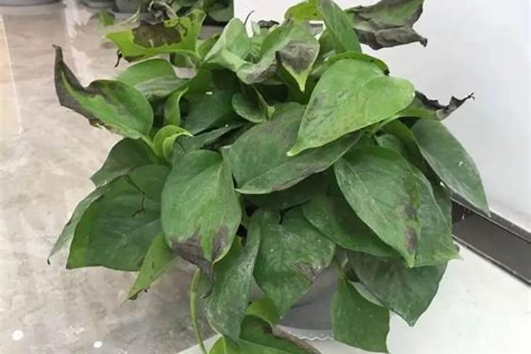 绿萝施了复合肥后,叶变黄,茎变软了怎么办？有啥解救
