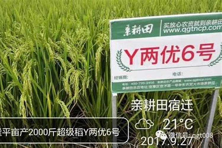 化肥的主要成分如何鉴别