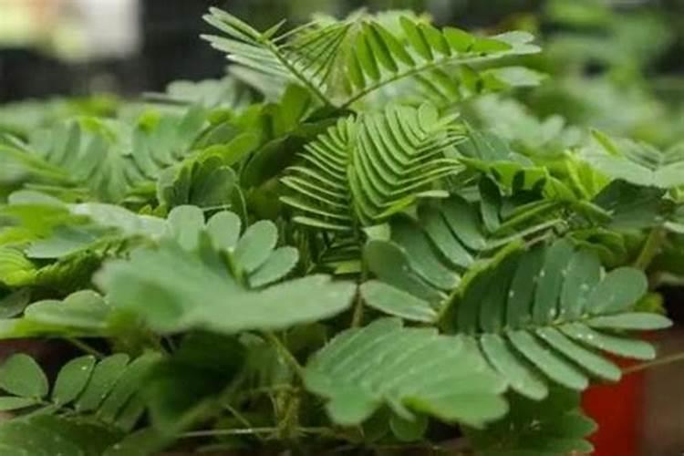 含羞草叶子发紫怎么办