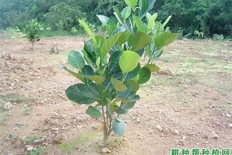 怎么防止大树菠萝落果？