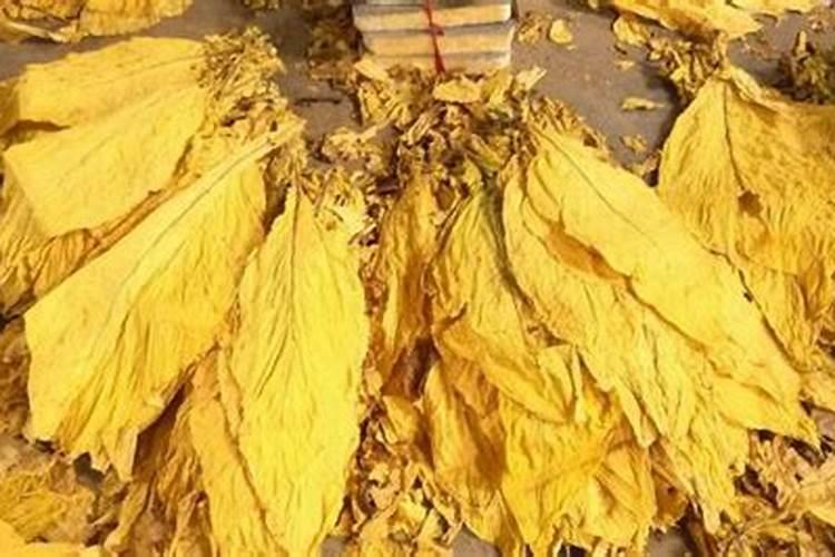 上排湿烤烟烘烤干温四十度排湿烟叶片还可以变黄吗