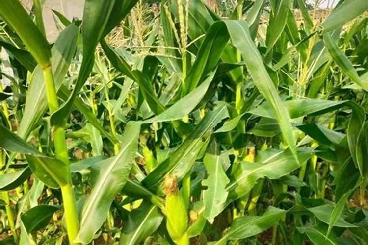 玉米底肥一次性施肥 氮磷钾 各用多少？