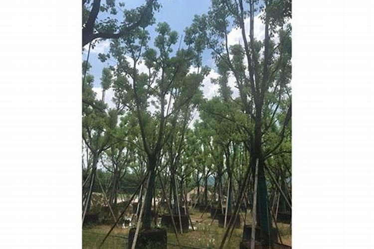 樟树树枝枯萎怎么救
