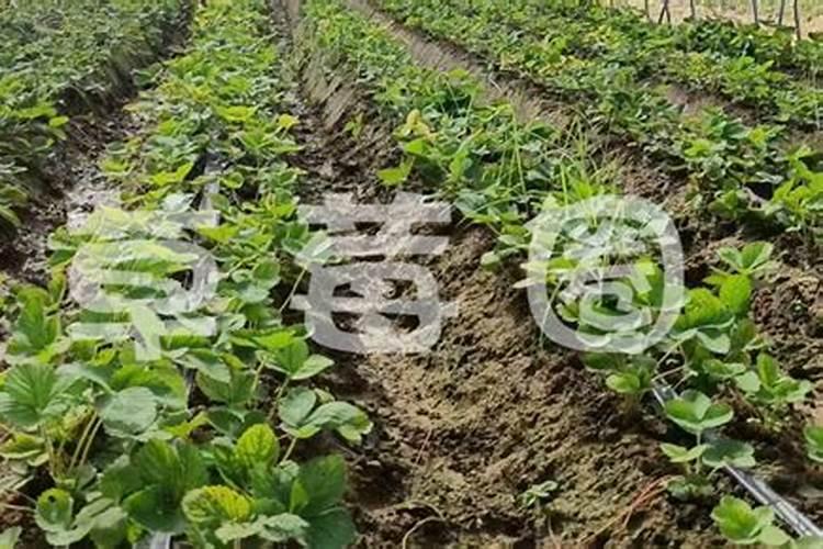 露地草莓刚移栽2天,什么时间浇水最好