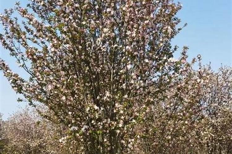 海棠树怎么养殖方法和注意事项