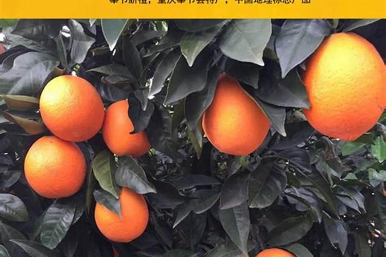 脐橙会上火吗