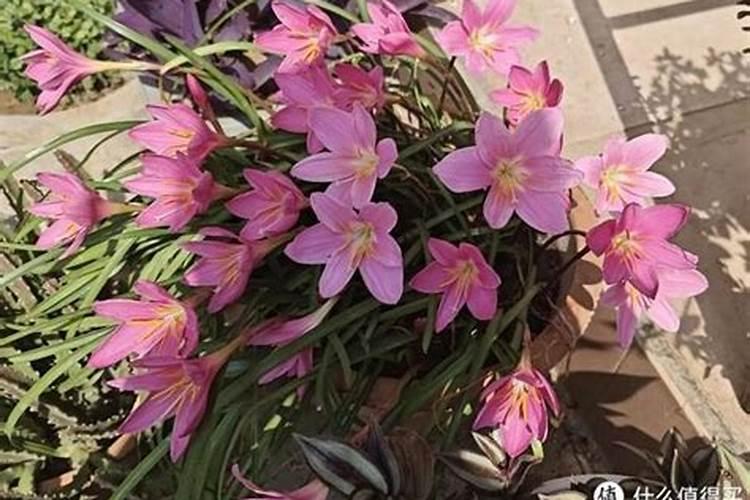 风雨兰开花多都有哪些养护方法
