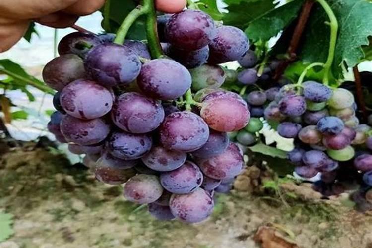 活性磷酸盐和无机磷的区别