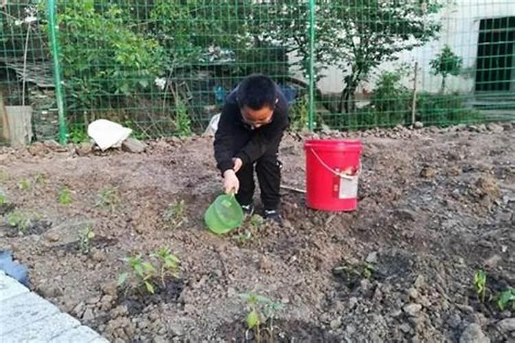 ...大棚辣椒定植质什么时候浇水最好做果期要不要浇水冲肥？