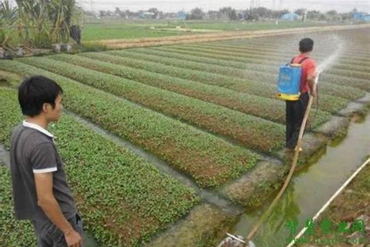 怎样在野外区分作物缺素症与病理病？
