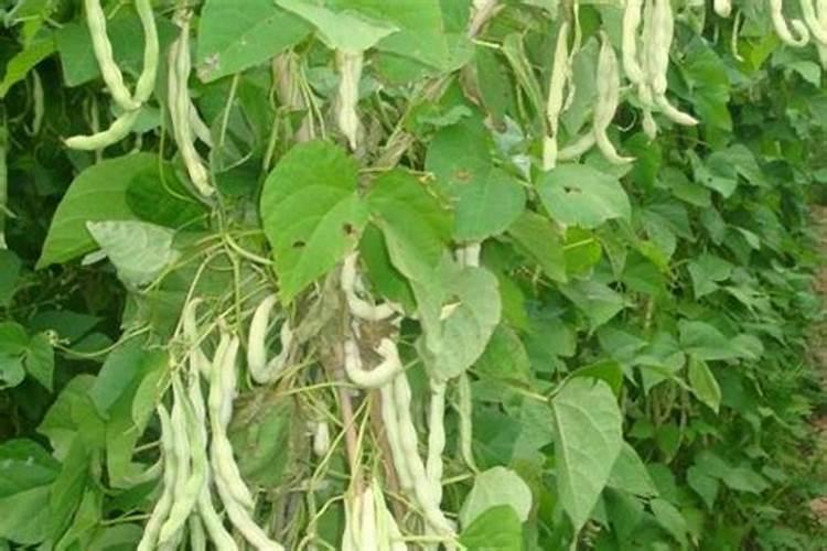 芸豆喜欢什么叶面肥