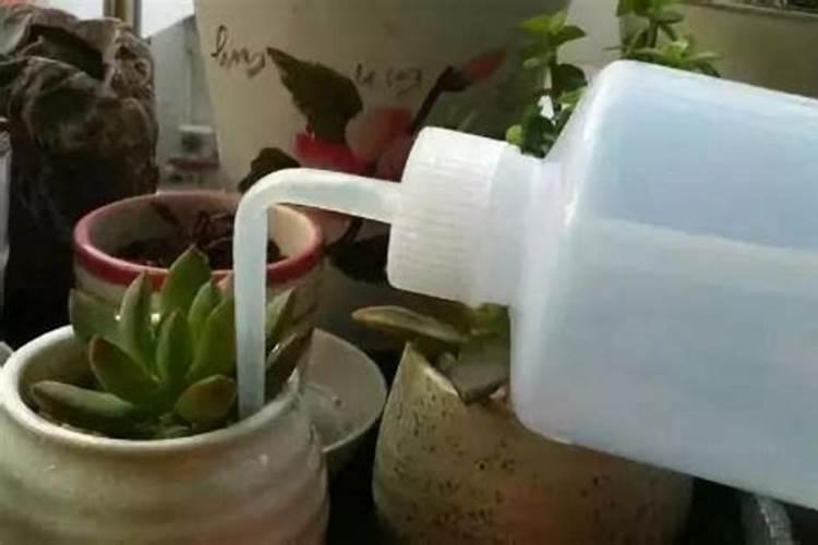 柑橘第一年哪个时间浇水好 柑橘第一年什么时候浇水好