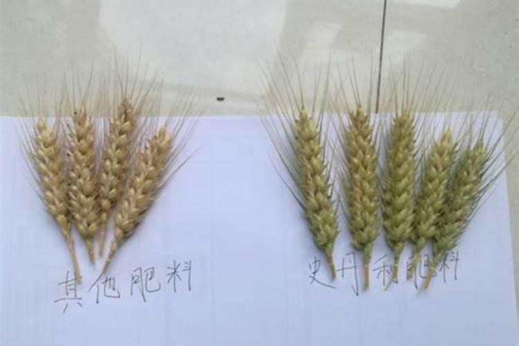 小麦孕穗期的3个管理小技巧,照着做,更有利于小麦提高产量