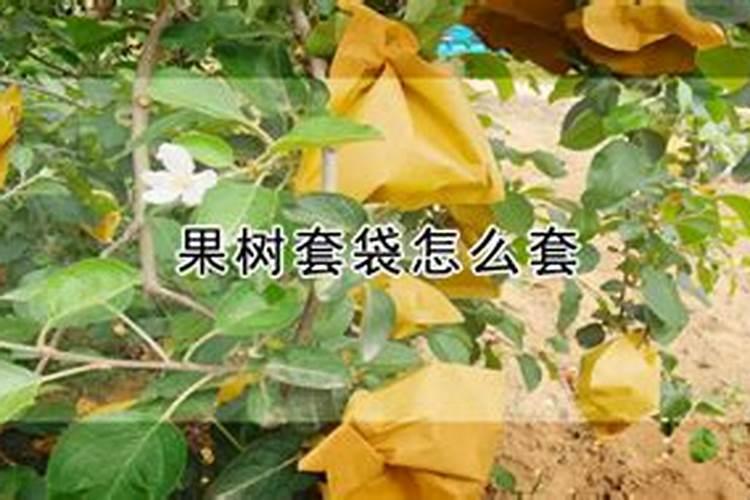 豆粕中个主要成分的含量？