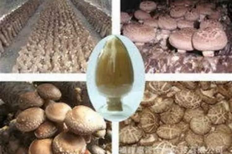 辣椒病毒病用什么药效果好