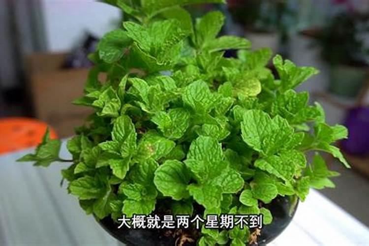薄荷如何施花肥