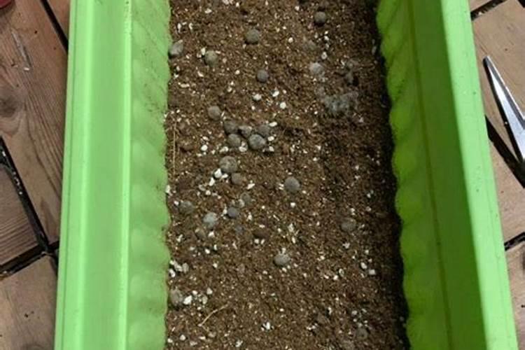 苹果树清园的最佳时间点